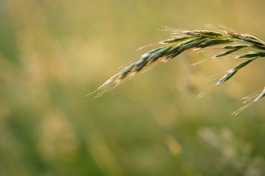 Wheat ear corn green in back lit close-up