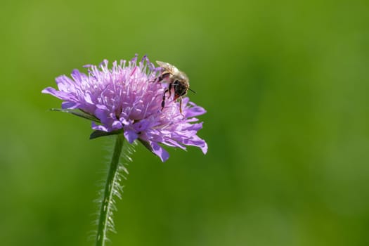 Bee collecting nectar at a flower of field scabiosa close-up