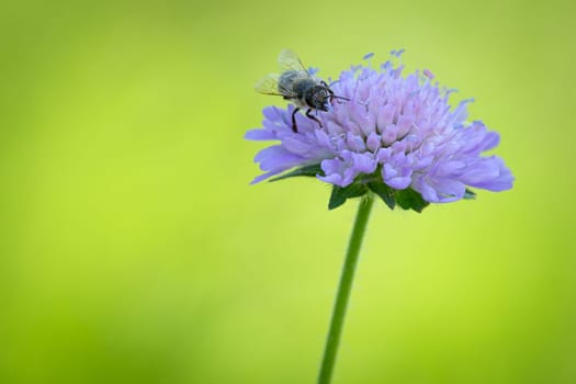 Honey bee at a flower of field scabiosa ( Knautia arvensis) close-up