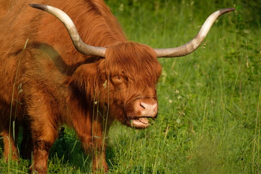 Galloway cattle with huge horns on green meadow