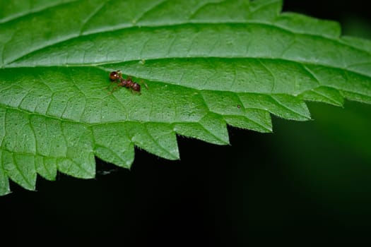Red ant on green stinging needle close-up