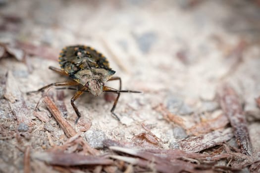 Shield bug insect animal close-up