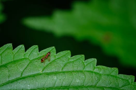Little red ant macro on green leaf