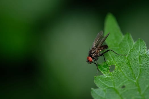 Flesh fly with red eyes sitting on green leaf