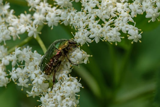 Rose chafer (Cetonia aurata) on white flower of elder close-up