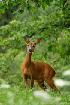 Female roe deer on green landscape in vertical format