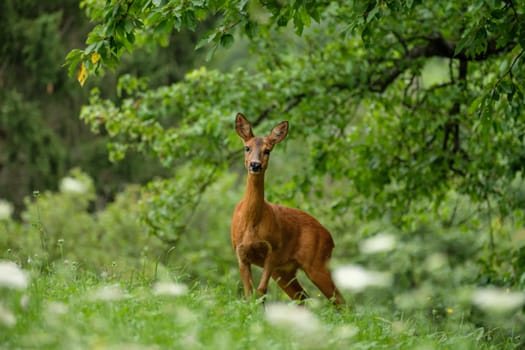 Female roe deer on green meadow an trees wildlife.