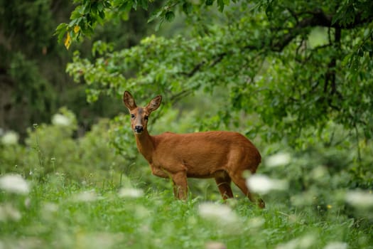 Female roe deer mammal on green meadow landscape