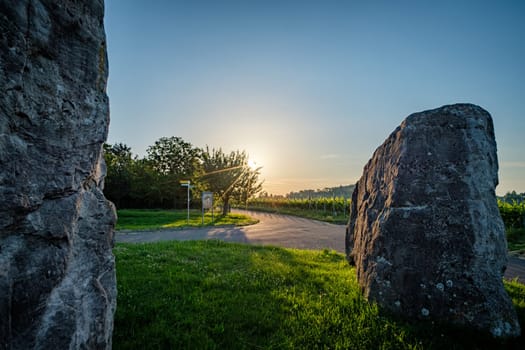 Vineyard with rocks at a road in back lit of sun