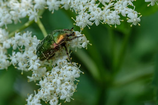 Rose chafer (Cetonia aurata) on white flower of elder close-up