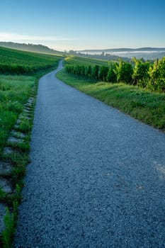Road in a vineyard landscape in vertical format