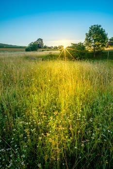 Sunrise in summer over green meadow landscape