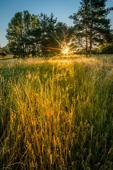 Summer meadow in yellow light of sunvrise öamdscaüe