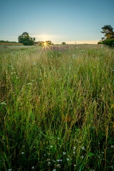 Sunrise sunstar over green meadow in vertical format landscape