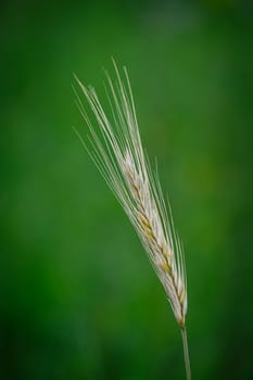 Ripe wheat ear close-up with green background