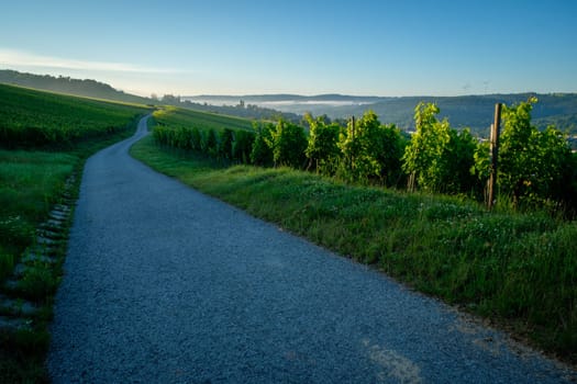 Road in a vineyard agriculture dawn