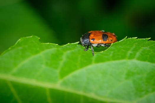 Red ant bag beetle (Clytra laeviuscula)