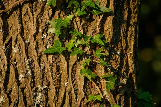 Ivy growing on a tree bark close-up