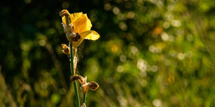 Yellow lily flower in back lit close-up