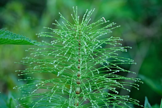 Horsetail plant with morning dew water drops