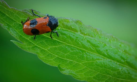Ant bag beetle (Clytra laeviuscula) on green leaf close-up