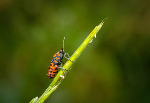 Red black bug (Spilostethus saxatilis) close-up