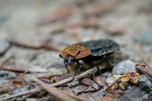 Red-breasted carrion beetle (Oiceotoma thoracicum)