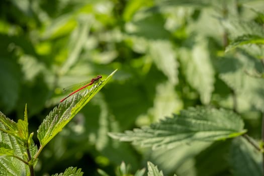 Large red damselfly (Pyrrhosoma nymphula) close-up