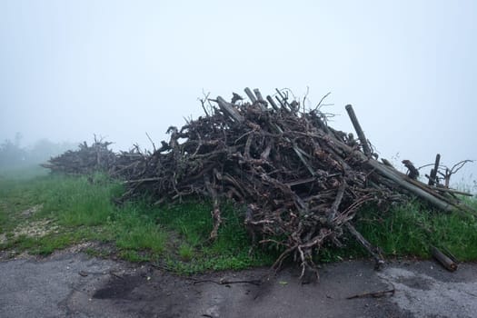 Cleared grapevines at a vineyard and meadow in fog