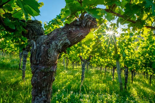 Vine with rough bark and sun with rays vineyard