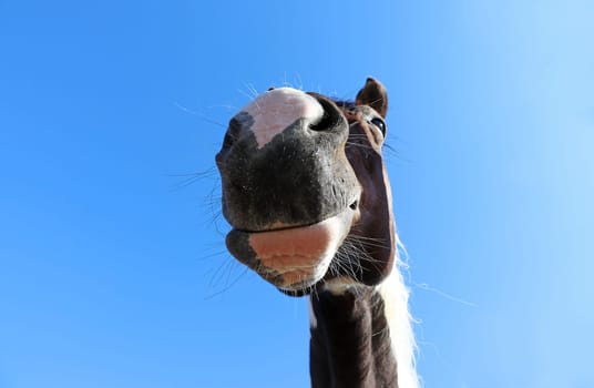 Wide angle shot of horse head from below
