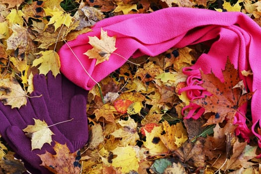 A pink scarf and purple gloves lie on colorful leaves on a cold autumn day