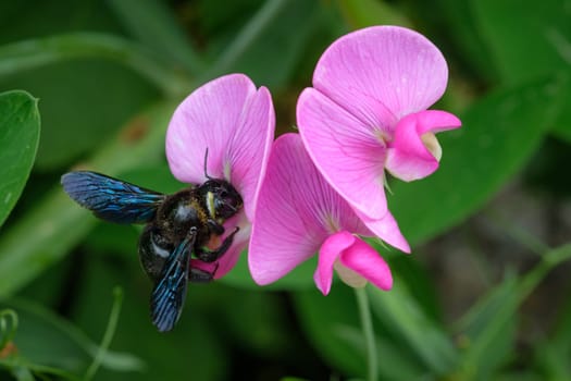 Blue carpenter bee (Xylocopa violacea) on pink flower close-up