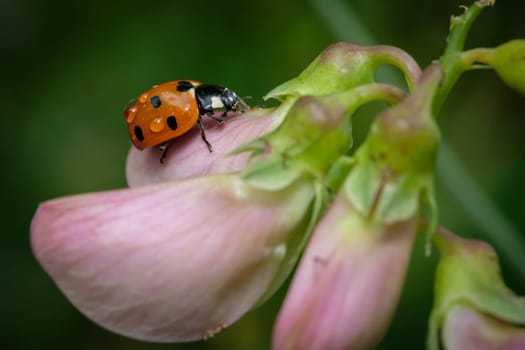 Red ladybird beetle on a pink flower close-up