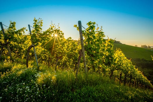 Vineyard in summer sunrise with star of the sun beam ray