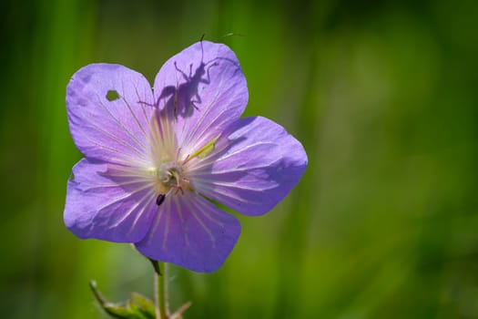 Beetle behind a purple flower in back lit