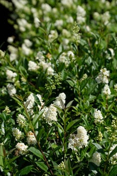 White flower of privet hedge in vertical format