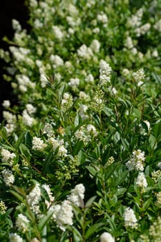 Privet hedge plant with white flower close-up