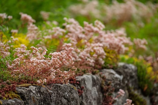 Flower of white stonecrop (Sedum album) succulent plant in summer