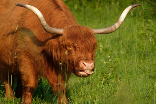 Galloway cattle with huge horns on green meadow