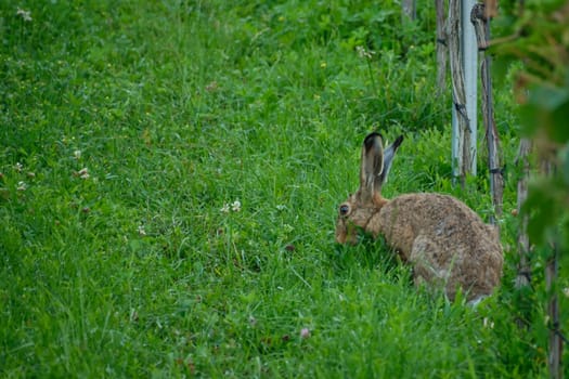 Hare rabbit on green meadow vineyard