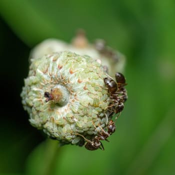 Ants and louses on a acorn of an oak tree close-up