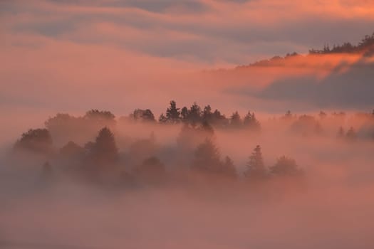 Trees in autumn morning mist back lit landscape