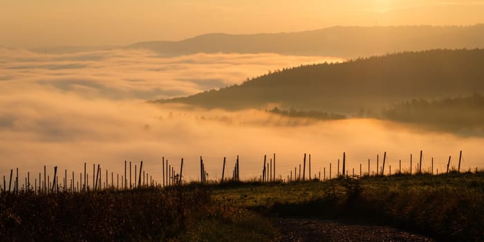 Morning dawn sunlight landscape with fog in back lit
