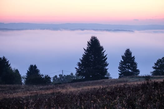 Conifer trees in dawn and mist landscape scene