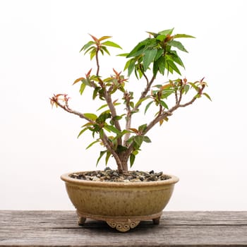 Poinsettia (Euphorbia pulcherrima) bonsai tree white isolated