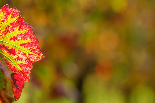 Red vine leaf in autumn back lit close-up