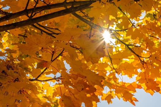 Yellow maple leaves plant in autumn colours in back lit