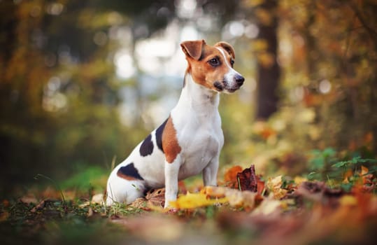 Small Jack Russell terrier sitting on forest path with yellow orange leaves in autumn, blurred trees background.