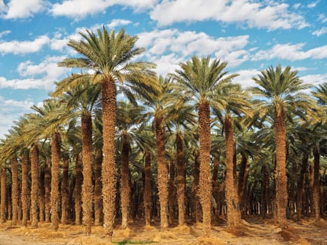 Palm trees plantation - looks like regular tropical forest - in desert, clouds above.